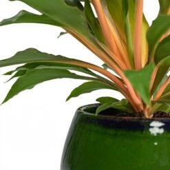 Charlotte Plant Pot - Green 32 Charlotte Plant Pot - Green -Hortology Plants Shop Chlorophytum orchidastrum Green Orange Charlotte Plant Pot Green Close Up b4dec2a6 a684 4c30 a3d3 5399f22897aa