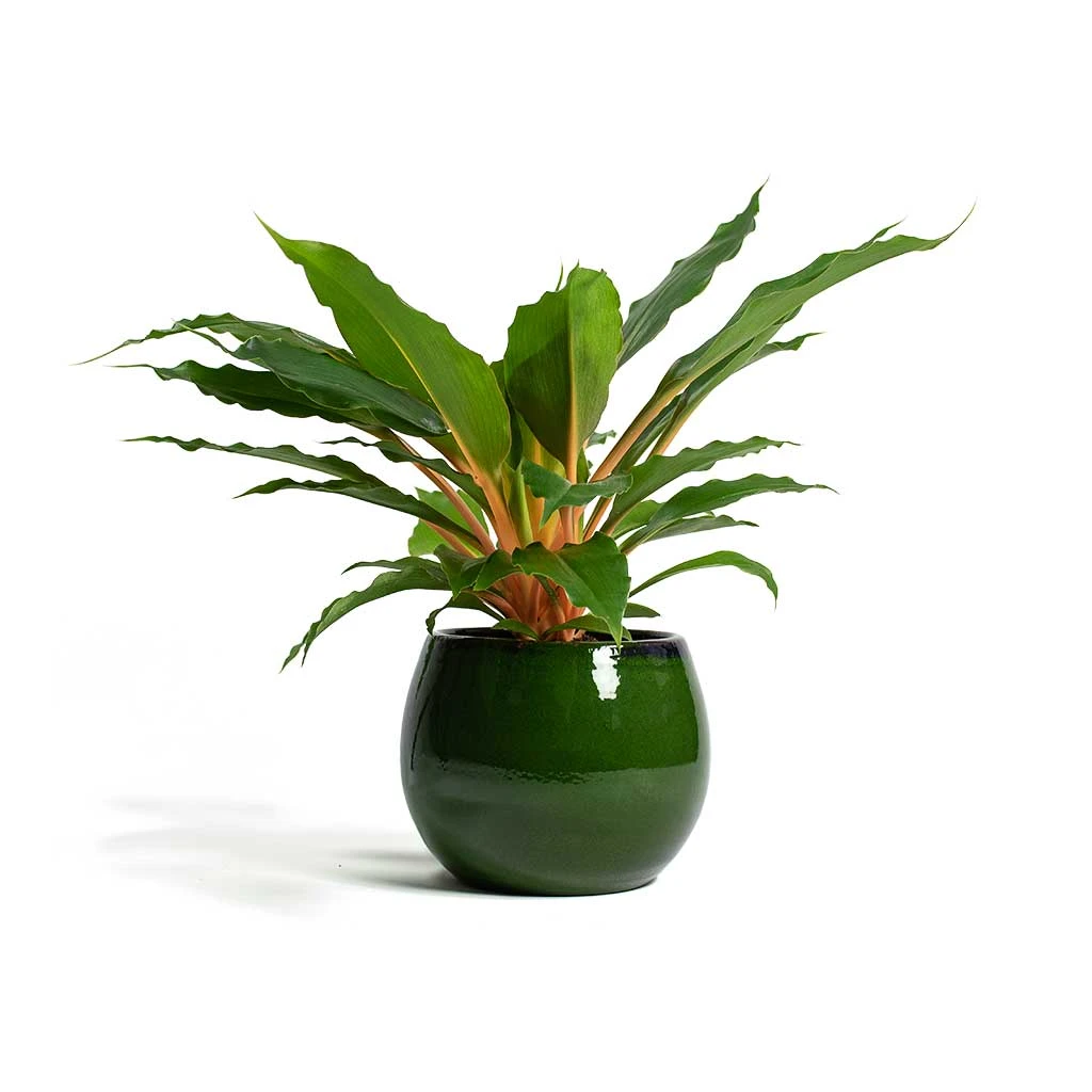 Charlotte Plant Pot - Green 12 Charlotte Plant Pot - Green - Image 10
