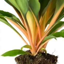 Chlorophytum Orchidastrum Green Orange 26 Chlorophytum Orchidastrum Green Orange -Hortology Plants Shop Chlorophytum orchidastrum Green Orange Stems