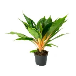 Chlorophytum Orchidastrum Green Orange 21 Chlorophytum Orchidastrum Green Orange -Hortology Plants Shop Chlorophytum orchidastrum Green Orange e505db88 cfc5 4fd0 990a 31bb793153ae