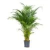 Chrysalidocarpus - Areca Palm - HydroCare -Hortology Plants Shop Chrysalidocarpus Areca Palm Hydroculture Indoor Plant Medium