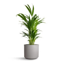 Chrysalidocarpus Lutescens - Areca Palm 32 Chrysalidocarpus Lutescens - Areca Palm -Hortology Plants Shop Chrysalidocarpus Lutescens Areca Palm 17x70cm Leon Plant Pot Cement 20.5x18cm f846ce77 5b5a 480c 8f7d 6455905c278d