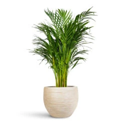 Dune Globe Planter - Oat -Hortology Plants Shop Chrysalidocarpus lutescens Areca 21x100cm Dune Globe Planter Oat 37x29cm 1