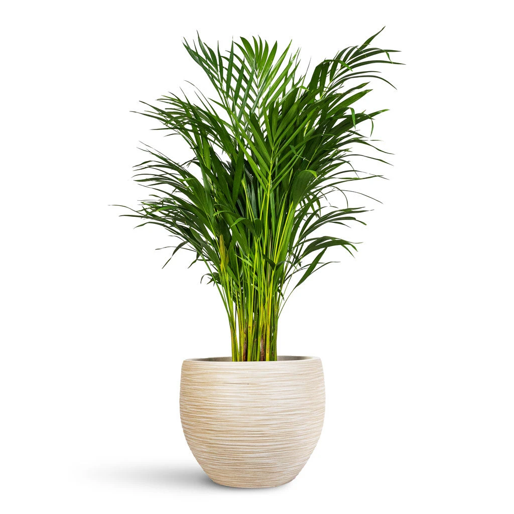 Chrysalidocarpus Lutescens - Areca Palm 14 Chrysalidocarpus Lutescens - Areca Palm - Image 12