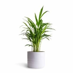 Hadleigh Plant Pot - White 20 Hadleigh Plant Pot - White -Hortology Plants Shop Chrysalidocarpus lutescens Areca Palm 14x50cmHadleigh Plant Pot White 20x17.5cm