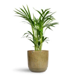 Cille Plant Pot - Forest 14 Cille Plant Pot - Forest -Hortology Plants Shop Chrysalidocarpus lutescens Areca Palm 17x70cm Cille Plant Pot Forest 21x20cm 1