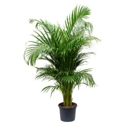 Chrysalidocarpus Lutescens - Areca Palm 26 Chrysalidocarpus Lutescens - Areca Palm -Hortology Plants Shop Chrysalidocarpus lutescens Areca Palm