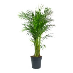 Chrysalidocarpus Lutescens - Areca Palm 41 Chrysalidocarpus Lutescens - Areca Palm -Hortology Plants Shop Chrysalidocarpus lutescens Areca Palm 24cm