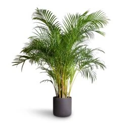 Chrysalidocarpus Lutescens - Areca Palm 38 Chrysalidocarpus Lutescens - Areca Palm -Hortology Plants Shop Chrysalidocarpus lutescens Areca Palm 27x150cm Charlie Plant Pot Black Washed 32x31cm