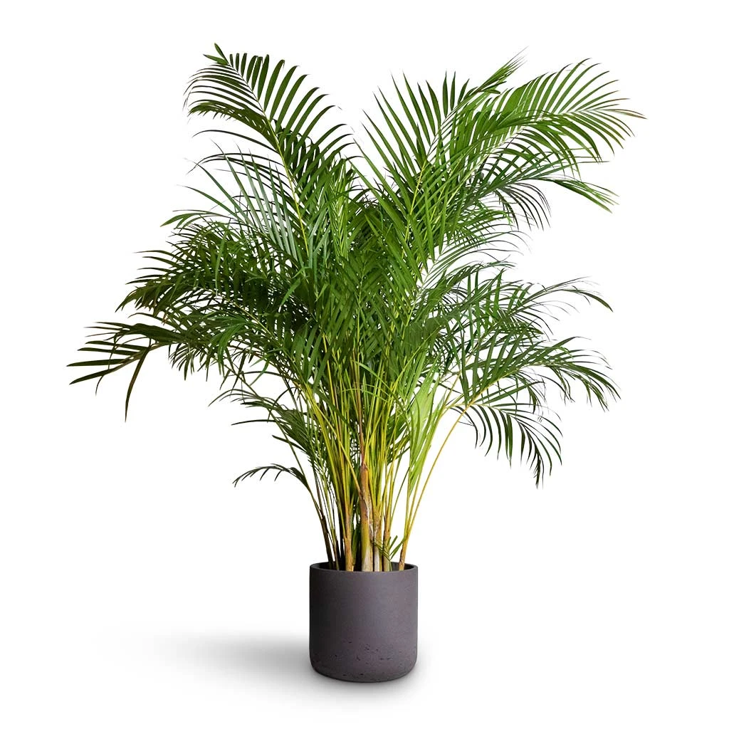 Chrysalidocarpus Lutescens - Areca Palm 19 Chrysalidocarpus Lutescens - Areca Palm - Image 17