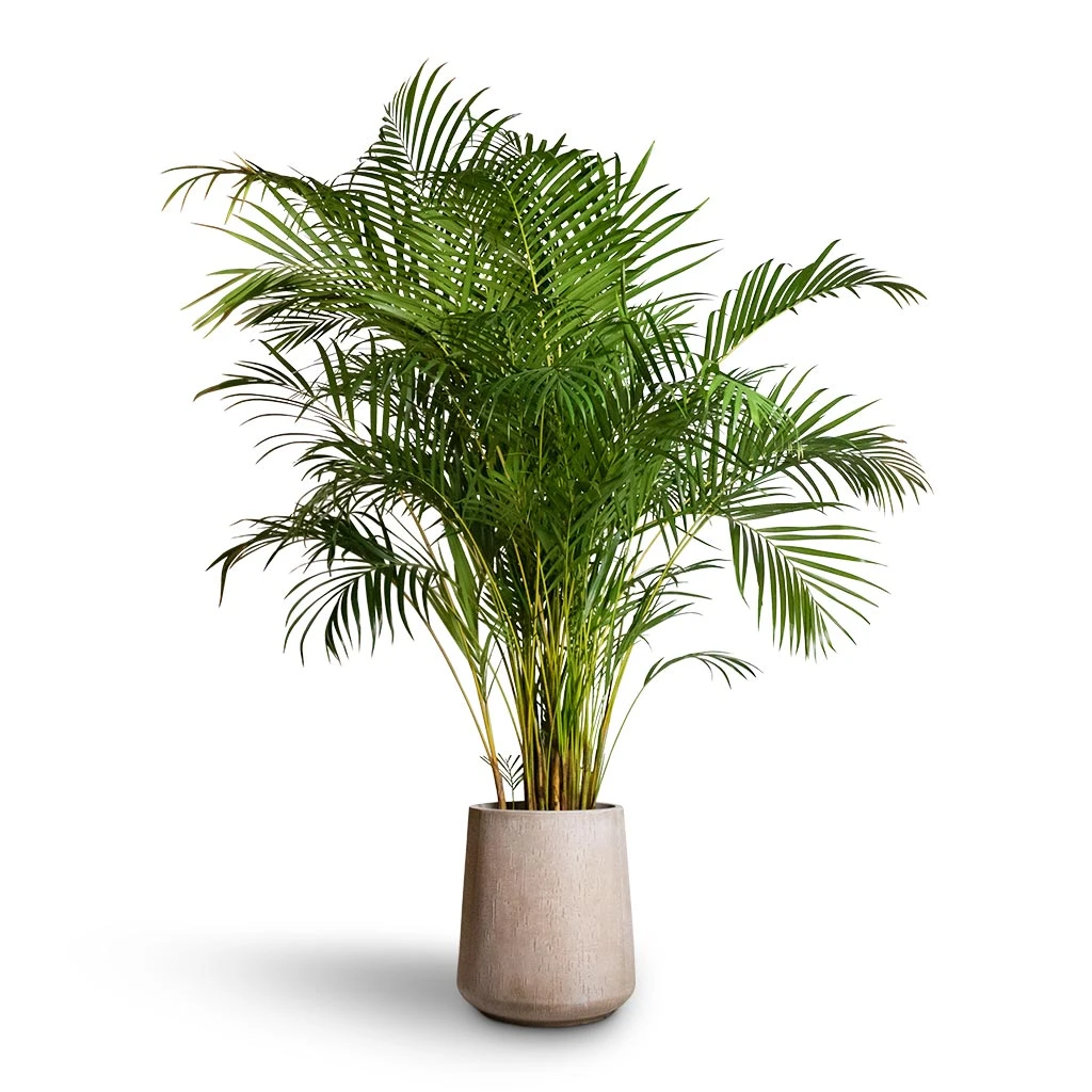 Chrysalidocarpus Lutescens - Areca Palm 9 Chrysalidocarpus Lutescens - Areca Palm - Image 7