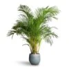 Chrysalidocarpus Lutescens - Areca Palm 1 Chrysalidocarpus Lutescens - Areca Palm -Hortology Plants Shop Chrysalidocarpus lutescens Areca Palm 27x150cm Ryan Plant Pot Blue Gold 36x32cm