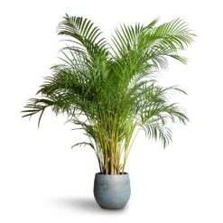Chrysalidocarpus Lutescens - Areca Palm