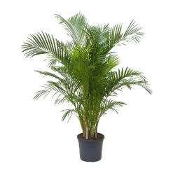 Chrysalidocarpus Lutescens - Areca Palm 39 Chrysalidocarpus Lutescens - Areca Palm -Hortology Plants Shop Chrysalidocarpus lutescens Areca Palm 31x170cm