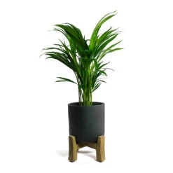 Charlie Plant Pot - Low Stand - Black Washed -Hortology Plants Shop Chrysalidocarpus lutescens Areca Palm Charlie Plant Pot Low Stand Black Washed
