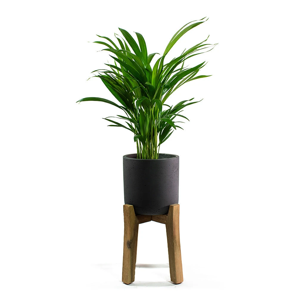 Charlie Plant Pot - Tall Stand - Black Washed 8 Charlie Plant Pot - Tall Stand - Black Washed - Image 6