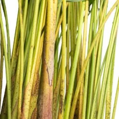 Chrysalidocarpus Lutescens - Areca Palm 25 Chrysalidocarpus Lutescens - Areca Palm -Hortology Plants Shop Chrysalidocarpus lutescens Areca Palm Close