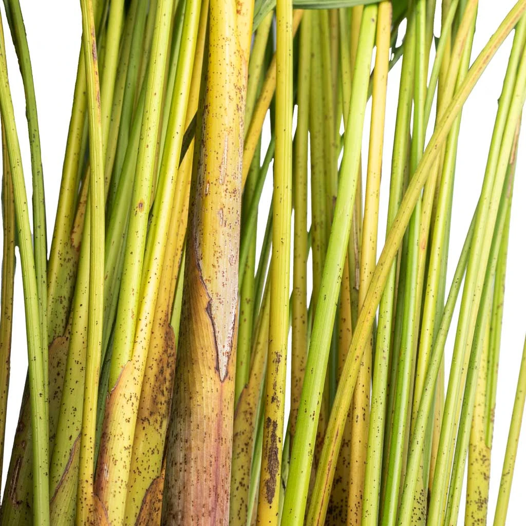 Chrysalidocarpus Lutescens - Areca Palm 6 Chrysalidocarpus Lutescens - Areca Palm - Image 4