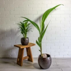 Cocos Nucifera - Coconut Palm Tree -Hortology Plants Shop Chrysalidocarpus lutescens Areca Palm Cocos nucifera Coconut Palm Tree kae mocha 19cm 29cm plant pot 069c1531 b574 47fd b66e bcac719749b5