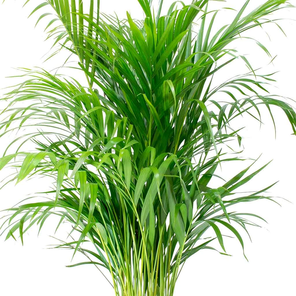Chrysalidocarpus Lutescens - Areca Palm 4 Chrysalidocarpus Lutescens - Areca Palm - Image 2