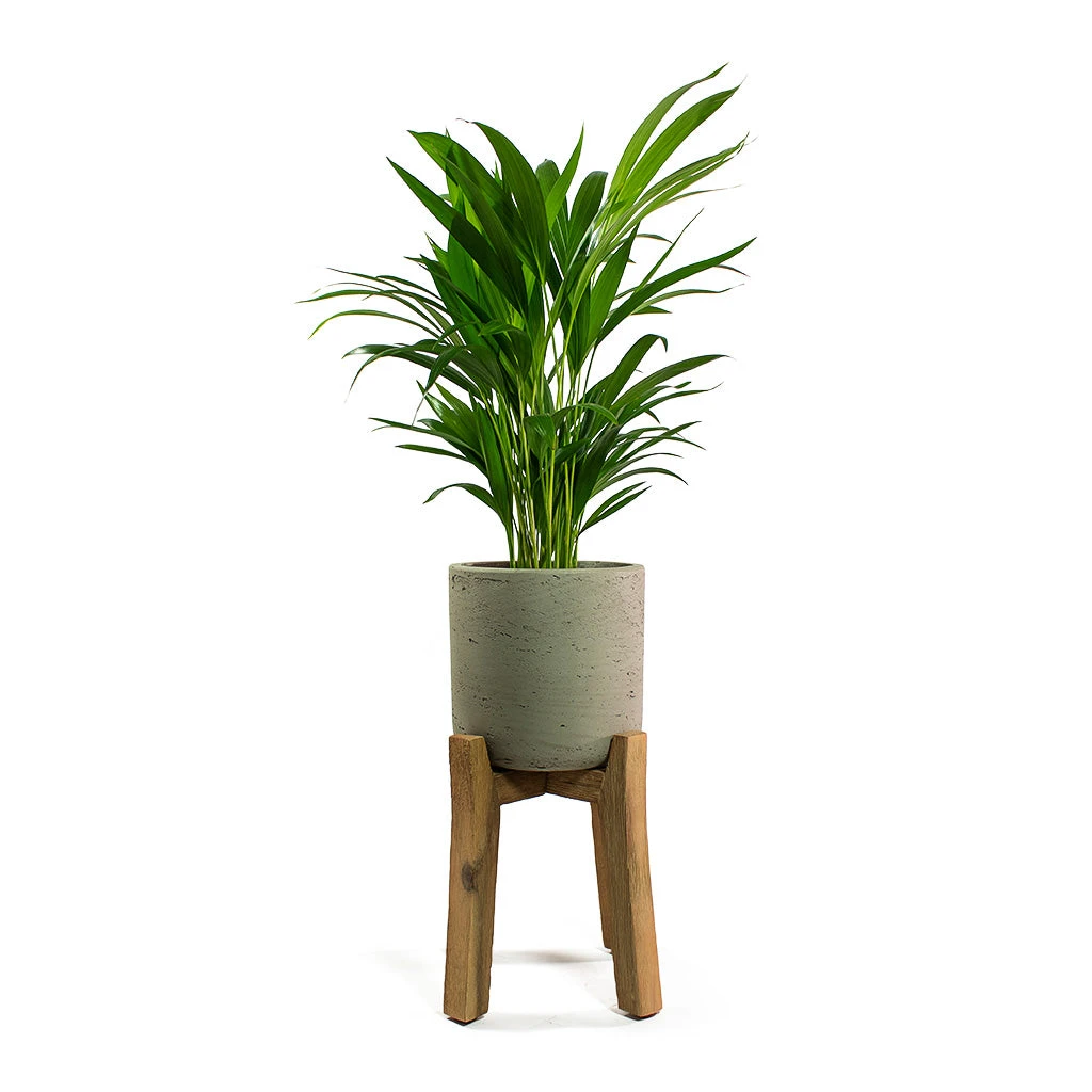 Charlie Plant Pot - Tall Stand - Grey Washed 7 Charlie Plant Pot - Tall Stand - Grey Washed - Image 5