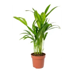 Chrysalidocarpus Lutescens - Areca Palm 31 Chrysalidocarpus Lutescens - Areca Palm -Hortology Plants Shop Chrysalidocarpus lutescens Areca Palm Small