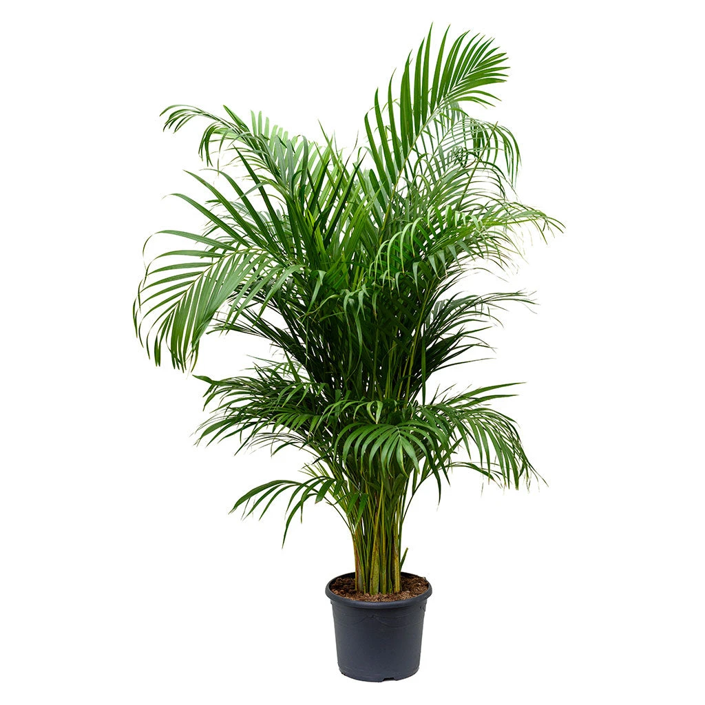 Chrysalidocarpus Lutescens - Areca Palm 7 Chrysalidocarpus Lutescens - Areca Palm - Image 5