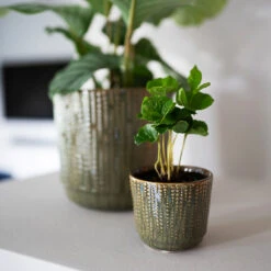 Cille Plant Pot - Forest 18 Cille Plant Pot - Forest -Hortology Plants Shop Cille forest 03