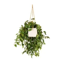 Cissus Rhombifolia Ellen Dancia - Grape Ivy 14 Cissus Rhombifolia Ellen Dancia - Grape Ivy -Hortology Plants Shop Cissus rhombifolia Ellen Dancia Grape Ivy 17x40cm Patt Hanging Plant Pot Grey Washed 20x17cm