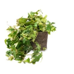 Cissus Rhombifolia Ellen Dancia - Grape Ivy 13 Cissus Rhombifolia Ellen Dancia - Grape Ivy -Hortology Plants Shop Cissus rhombifolia Ellen Dancia Grape Ivy 17x40cm Selin Plant Basket Black Weave 22x19cm