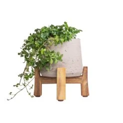 Cissus Striata Parthenocissus - Verona Vein -Hortology Plants Shop Cissus striata parthenocissus Verona Vein 12x20cm Patt Plant Pot Low Stand Grey Washed 20x21cm 3
