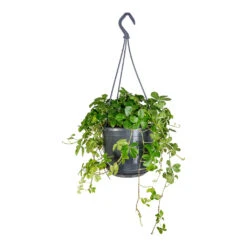 Cissus Striata Parthenocissus - Verona Vein -Hortology Plants Shop Cissus striata parthenocissus Verona Vein 15x25cm