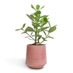 Clusia Rosea Princess - Autograph Tree 33 Clusia Rosea Princess - Autograph Tree -Hortology Plants Shop Clusia rosea Princess Autograph Tree 17x55cm Remi Plant Pot Pink 23x25cm bbc68aa9 563c 4499 a2a1 566236efae2c