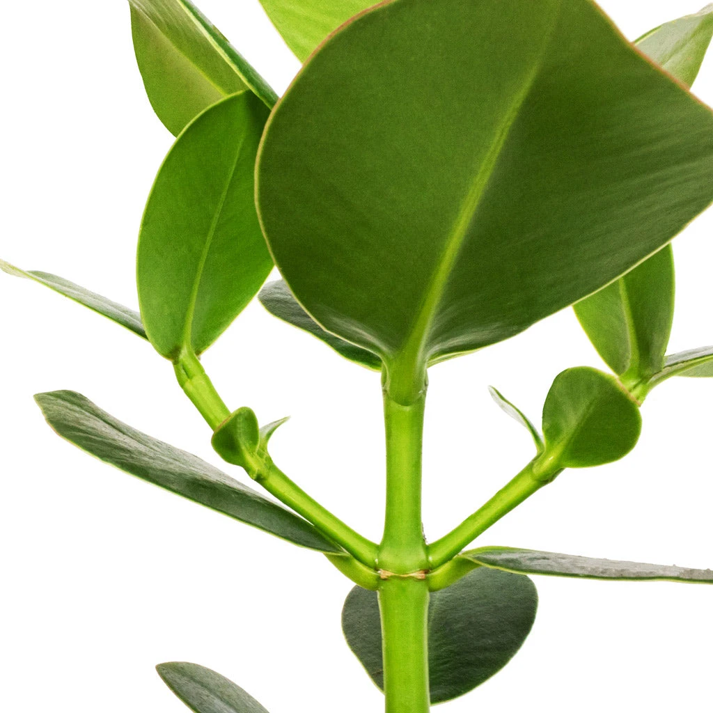 Clusia Rosea Princess - Autograph Tree 4 Clusia Rosea Princess - Autograph Tree - Image 2