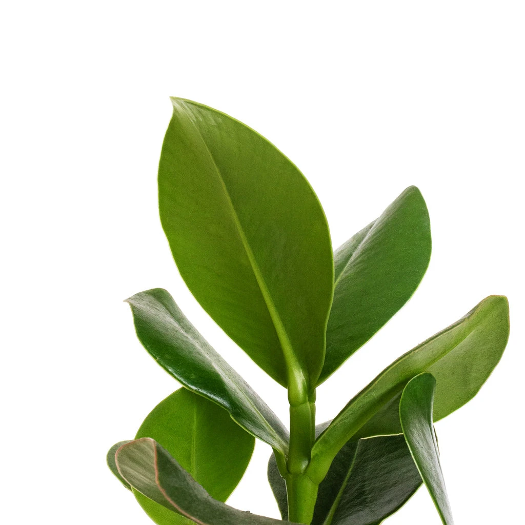 Clusia Rosea Princess - Autograph Tree 11 Clusia Rosea Princess - Autograph Tree - Image 9