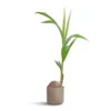 Cocos Nucifera - Coconut Palm Tree 1 Cocos Nucifera - Coconut Palm Tree -Hortology Plants Shop Cocos nucifera Coconut Palm Tree 19x140cm Prague Plant Pot Taupe 20x18cm 4051b7ed e6b0 42ea ac8b 8c0fe4bf39ac