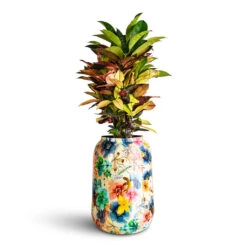 Lammie Planter - Spring Sparkle -Hortology Plants Shop Codiaeum Iceton 19x70cm Lammie Planter Spring Sparkle 30x42cm