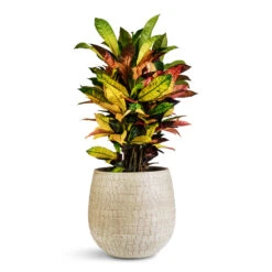 Renzo Plant Pot - Sand -Hortology Plants Shop Codiaeum Iceton 19x70cm Renzo Pot Sand 31x28cm 1