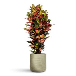 Dune Cylinder Planter - Pistachio 19 Dune Cylinder Planter - Pistachio -Hortology Plants Shop Codiaeum Iceton 30x130cm Dune Cylinder Planter Pistachio 38x37cm 2 1