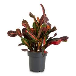 Codiaeum Mammi - Croton 17 Codiaeum Mammi - Croton -Hortology Plants Shop Codiaeum Mammi 12x35cm