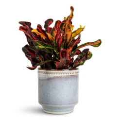 Codiaeum Mammi - Croton 20 Codiaeum Mammi - Croton -Hortology Plants Shop Codiaeum Mammi 12x35cm Clover Pot Heather 15x15cm
