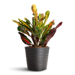 Oslo Plant Pot - Anthracite 13 Oslo Plant Pot - Anthracite -Hortology Plants Shop Codiaeum Mammi 12x35cm Oslo Pot Anthracite 13x10.5cm 1