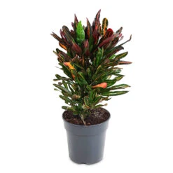 Codiaeum Mammi - Croton 23 Codiaeum Mammi - Croton -Hortology Plants Shop Codiaeum Mammi 21x70cm