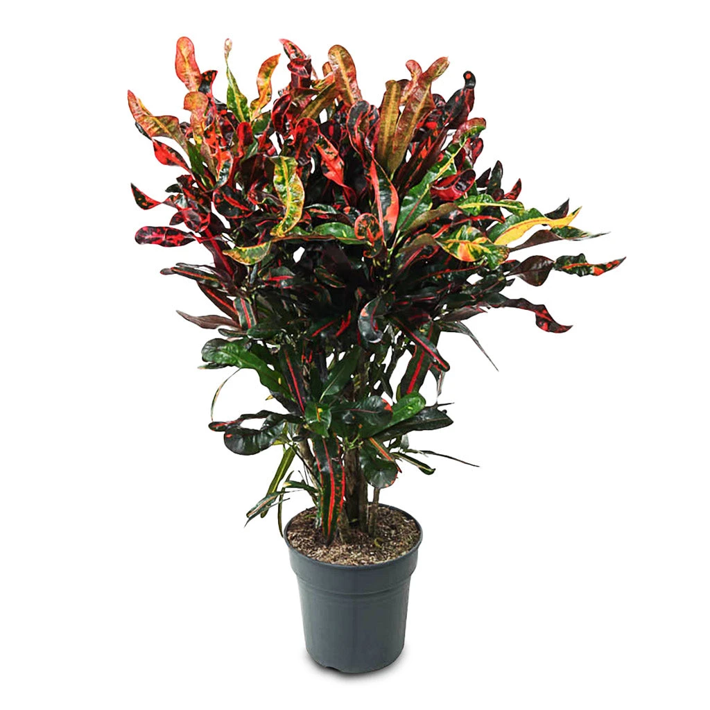 Codiaeum Mammi - Croton 13 Codiaeum Mammi - Croton - Image 11