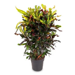 Codiaeum Mammi - Croton 26 Codiaeum Mammi - Croton -Hortology Plants Shop Codiaeum Mammi 27x100cm