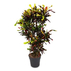 Codiaeum Mammi - Croton 24 Codiaeum Mammi - Croton -Hortology Plants Shop Codiaeum Mammi 31x140cm