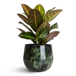 Emmie Metal Plant Pot - Mystic Green 18 Emmie Metal Plant Pot - Mystic Green -Hortology Plants Shop Codiaeum Petra 21x60cm Emmie Metal Pot Mystic Green 23x20cm 1