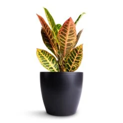 Codiaeum Petra - Croton -Hortology Plants Shop Codiaeum Petra Croton 13x40cm Sven Plant Pot Black 18x16cm 11c0f456 87bf 4987 9726 9c1392ed85eb