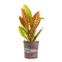 Codiaeum Petra - Croton -Hortology Plants Shop Codiaeum Petra Croton 13x40cm 2