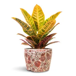 Codiaeum Petra - Croton -Hortology Plants Shop Codiaeum Petra Croton 17x45cm Lava Couple Straight Relic Planter Pink 25x17cm